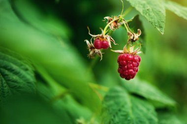 Olgun ahududu bir şube, yakın-up olgun ahududu meyve bahçesinde asılı. Ahududu. Büyüyen organik çilek portre