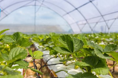 Endüstriyel büyüme çilek, saç ekimi, seralar, çilek alanları, kapalı çilek çiftlik, içine yetiştirilen taze çilek satırda topraksız çilek Çilek yetiştiriciliği