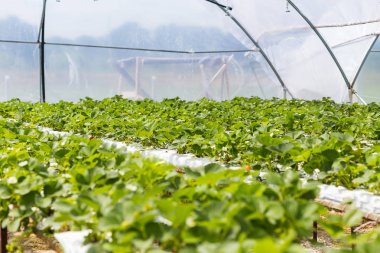 Endüstriyel büyüme çilek, saç ekimi, seralar, çilek alanları, kapalı çilek çiftlik, içine yetiştirilen taze çilek satırda topraksız çilek Çilek yetiştiriciliği