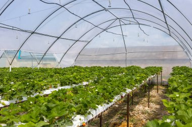 Endüstriyel büyüme çilek, saç ekimi, seralar, çilek alanları, kapalı çilek çiftlik, içine yetiştirilen taze çilek satırda topraksız çilek Çilek yetiştiriciliği