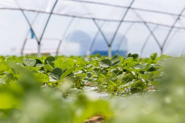 Endüstriyel büyüme çilek, saç ekimi, seralar, çilek alanları, kapalı çilek çiftlik, içine yetiştirilen taze çilek satırda topraksız çilek Çilek yetiştiriciliği