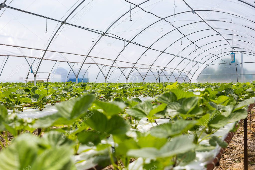 Industrial growth of strawberries,hydroponics strawberry row in plantation,Fresh strawberries grown in greenhouses,Strawberry fields,Inside indoor strawberry farm,Cultivating strawberries