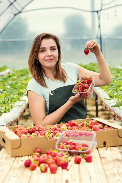 Çilek yetiştiricileri hasat, ziraat mühendisi serada çalışan ile. Kadın sera işçi kutusuyla çilek, çiftlikte, çilek ekin kavramı berrying toplama kadın