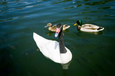 Sessiz kuğu ve ördekler su kuşları yabani kuşlar yüzmek nehir ya da göl zemin üzerine mavi su kuğu Yüzme (beslenme) su, Swan family.little ördek yavrusu, şirin kuşları ördek ile.