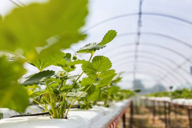 Endüstriyel büyüme çilek, saç ekimi, seralar, çilek alanları, kapalı çilek çiftlik, içine yetiştirilen taze çilek satırda topraksız çilek Çilek yetiştiriciliği