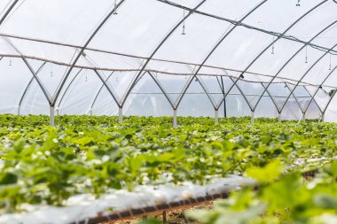 Endüstriyel büyüme çilek, saç ekimi, seralar, çilek alanları, kapalı çilek çiftlik, içine yetiştirilen taze çilek satırda topraksız çilek Çilek yetiştiriciliği