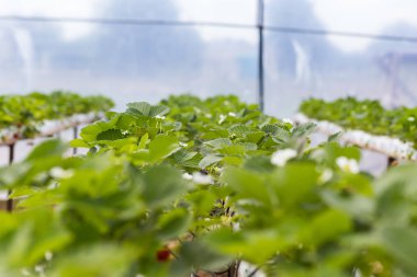 Endüstriyel büyüme çilek, saç ekimi, seralar, çilek alanları, kapalı çilek çiftlik, içine yetiştirilen taze çilek satırda topraksız çilek Çilek yetiştiriciliği