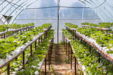 Endüstriyel büyüme çilek, saç ekimi, seralar, çilek alanları, kapalı çilek çiftlik, içine yetiştirilen taze çilek satırda topraksız çilek Çilek yetiştiriciliği