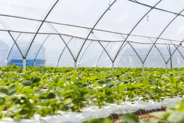 Industrielles Wachstum von Erdbeeren, hydroponische Erdbeerreihe auf Plantage, frische Erdbeeren in Gewächshäusern, Erdbeerfelder, Erdbeerfarm drinnen, Erdbeeranbau — Stockfoto