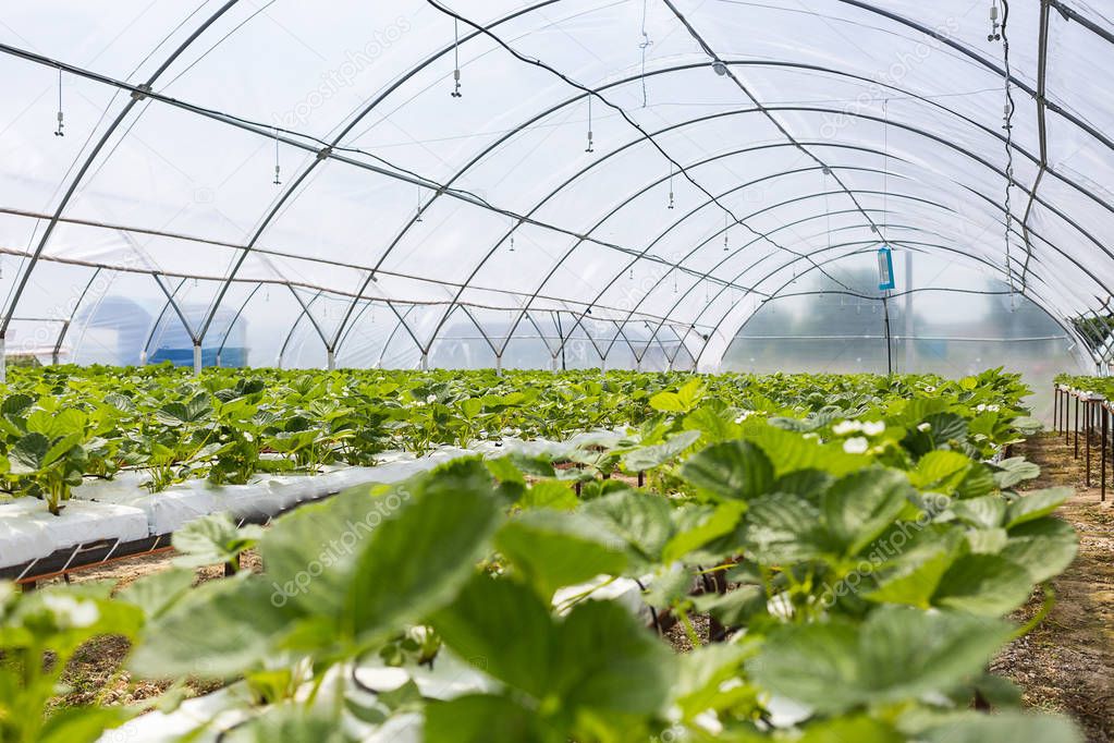 Industrial growth of strawberries,hydroponics strawberry row in plantation,Fresh strawberries grown in greenhouses,Strawberry fields,Inside indoor strawberry farm,Cultivating strawberries