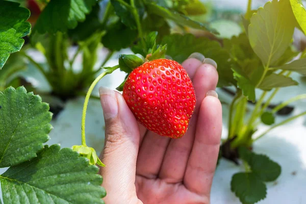 Endüstriyel büyüme çilek, saç ekimi, seralar, çilek alanları, kapalı çilek çiftlik, içine yetiştirilen taze çilek satırda topraksız çilek Çilek yetiştiriciliği