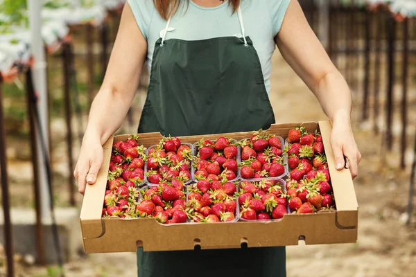 Strawberry growers with harvest,Agricultural engineer working in the greenhouse.Female greenhouse worker with box of strawberries,woman picking berrying on farm,strawberry crop concept