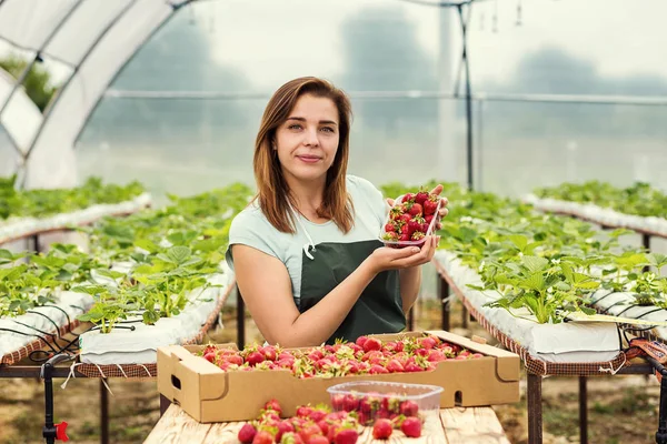 Strawberry growers with harvest,Agricultural engineer working in the greenhouse.Female greenhouse worker with box of strawberries,woman picking berrying on farm,strawberry crop concept — Stock Photo, Image