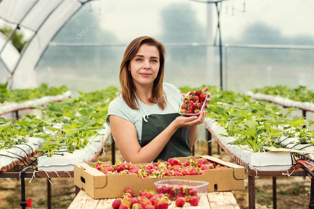 Strawberry growers with harvest,Agricultural engineer working in the greenhouse.Female greenhouse worker with box of strawberries,woman picking berrying on farm,strawberry crop concept