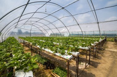 Vinnitsa, Ukrayna-22 Haziran 2017.Industrial büyüme çilek, ekimi, seralar, çilek alanları, yetiştirilen taze çilek satırda topraksız çilek Çilek yetiştiriciliği