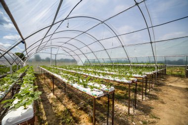 Vinnitsa, Ukrayna-22 Haziran 2017.Industrial büyüme çilek, ekimi, seralar, çilek alanları, yetiştirilen taze çilek satırda topraksız çilek Çilek yetiştiriciliği