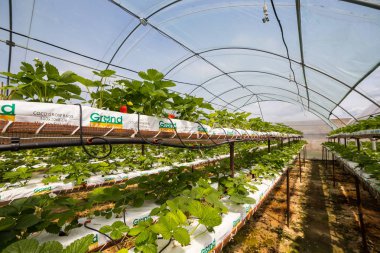 Vinnitsa, Ukrayna-22 Haziran 2017.Industrial büyüme çilek, ekimi, seralar, çilek alanları, yetiştirilen taze çilek satırda topraksız çilek Çilek yetiştiriciliği