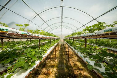 Vinnitsa, Ukrayna-22 Haziran 2017.Industrial büyüme çilek, ekimi, seralar, çilek alanları, yetiştirilen taze çilek satırda topraksız çilek Çilek yetiştiriciliği