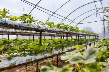 Vinnitsa, Ukrayna-22 Haziran 2017.Industrial büyüme çilek, ekimi, seralar, çilek alanları, yetiştirilen taze çilek satırda topraksız çilek Çilek yetiştiriciliği