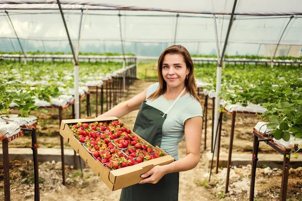 Produtores de morango com colheita, engenheiro agrícola trabalhando na estufa. Trabalhadora de estufa feminina com caixa de morangos, mulher pegando berrying na fazenda, conceito de cultura de morango — Fotografia de Stock