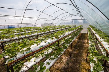 Vinnitsa, Ukrayna-22 Haziran 2017.Industrial büyüme çilek, ekimi, seralar, çilek alanları, yetiştirilen taze çilek satırda topraksız çilek Çilek yetiştiriciliği