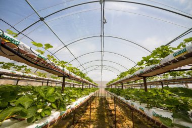 Vinnitsa, Ukrayna-22 Haziran 2017.Industrial büyüme çilek, ekimi, seralar, çilek alanları, yetiştirilen taze çilek satırda topraksız çilek Çilek yetiştiriciliği