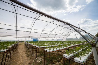 Vinnitsa, Ukrayna-22 Haziran 2017.Industrial büyüme çilek, ekimi, seralar, çilek alanları, yetiştirilen taze çilek satırda topraksız çilek Çilek yetiştiriciliği