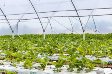 Vinnitsa, Ukrayna-22 Haziran 2017.Industrial büyüme çilek, ekimi, seralar, çilek alanları, yetiştirilen taze çilek satırda topraksız çilek Çilek yetiştiriciliği