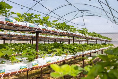 Vinnitsa, Ukrayna-22 Haziran 2017.Industrial büyüme çilek, ekimi, seralar, çilek alanları, yetiştirilen taze çilek satırda topraksız çilek Çilek yetiştiriciliği