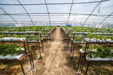 Vinnitsa, Ukrayna-22 Haziran 2017.Industrial büyüme çilek, ekimi, seralar, çilek alanları, yetiştirilen taze çilek satırda topraksız çilek Çilek yetiştiriciliği