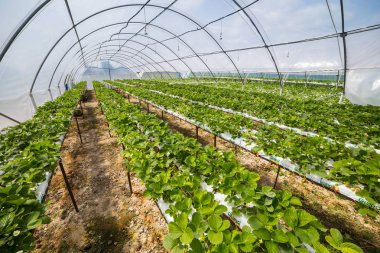 Vinnitsa, Ukrayna-22 Haziran 2017.Industrial büyüme çilek, ekimi, seralar, çilek alanları, yetiştirilen taze çilek satırda topraksız çilek Çilek yetiştiriciliği
