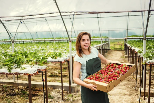 Produtores de morango com colheita, engenheiro agrícola trabalhando na estufa. Trabalhadora de estufa feminina com caixa de morangos, mulher pegando berrying na fazenda, conceito de cultura de morango — Fotografia de Stock