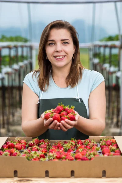 Strawberry growers with harvest,Agricultural engineer working in the greenhouse.Female greenhouse worker with box of strawberries,woman picking berrying on farm,strawberry crop concept — Stock Photo, Image