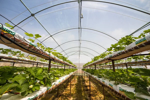 Vinnitsa, Ukrayna-22 Haziran 2017.Industrial büyüme çilek, ekimi, seralar, çilek alanları, yetiştirilen taze çilek satırda topraksız çilek Çilek yetiştiriciliği