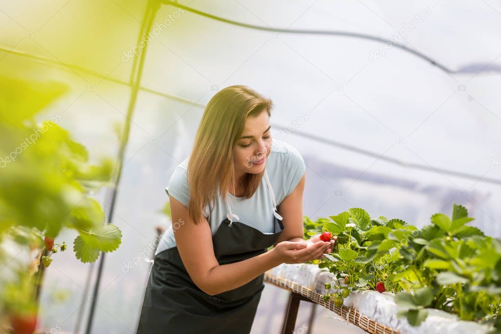 Strawberry growers with harvest,Agricultural engineer working in the greenhouse.Female greenhouse worker with box of strawberries,woman picking berrying on farm,strawberry crop concept