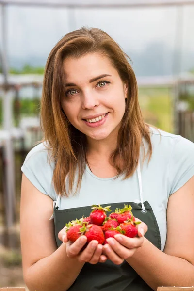 Jahodové pěstitele s sklizně, zemědělský inženýr pracující ve skleníku. Ženské skleníkových pracovník s box jahod, Žena výdeje, berrying na farmě, jahody plodiny koncept — Stock fotografie