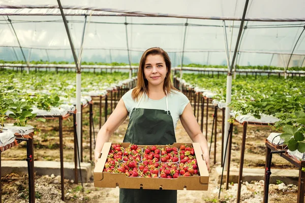 Produtores de morango com colheita, engenheiro agrícola trabalhando na estufa. Trabalhadora de estufa feminina com caixa de morangos, mulher pegando berrying na fazenda, conceito de cultura de morango — Fotografia de Stock