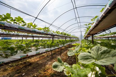 Vinnitsa, Ukrayna-22 Haziran 2017.Industrial büyüme strawberri