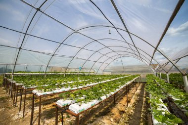 Vinnitsa, Ukrayna-22 Haziran 2017.Industrial büyüme strawberri