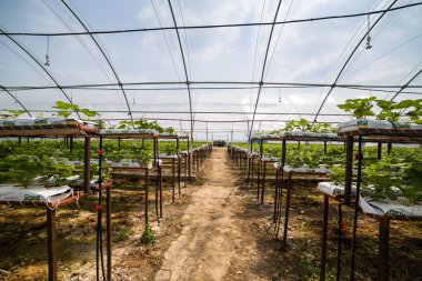 Vinnitsa, Ukrayna-22 Haziran 2017.Industrial büyüme strawberri