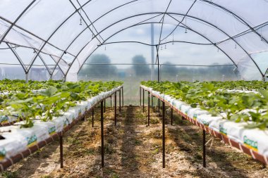 Vinnitsa, Ukrayna-22 Haziran 2017.Industrial büyüme strawberri