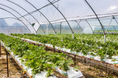 Vinnitsa, Ukrayna-22 Haziran 2017.Industrial büyüme strawberri