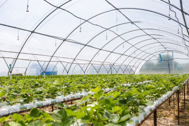 Vinnitsa, Ukrayna-22 Haziran 2017.Industrial büyüme strawberri