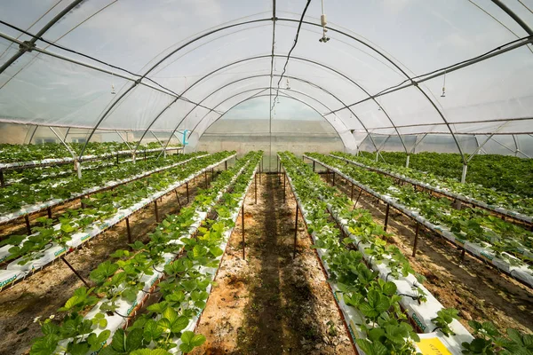 Vinnitsa, Ukrayna-22 Haziran 2017.Industrial büyüme strawberri