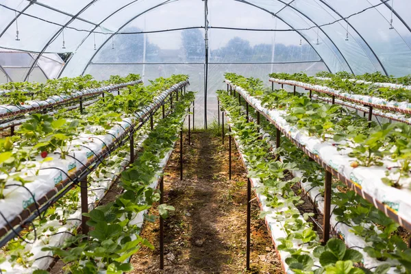 Vinnitsa, Ukrayna-22 Haziran 2017.Industrial büyüme strawberri