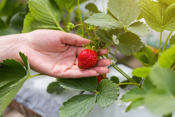 Kameraya kolundan çilek sulu ısırıldı çilek tutan kadın. Sera içinde elinde kadın holding çilek, çilek tutarak el arka plan, çilek ekin kavramı bulanık.