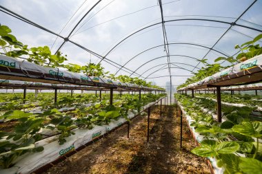 Vinnitsa, Ukrayna-22 Haziran 2017.Industrial büyüme çilek, ekimi, seralar, çilek alanları, yetiştirilen taze çilek satırda topraksız çilek Çilek yetiştiriciliği