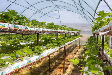 Vinnitsa, Ukrayna-22 Haziran 2017.Industrial büyüme çilek, ekimi, seralar, çilek alanları, yetiştirilen taze çilek satırda topraksız çilek Çilek yetiştiriciliği