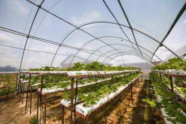 Vinnitsa, Ukrayna-22 Haziran 2017.Industrial büyüme çilek, ekimi, seralar, çilek alanları, yetiştirilen taze çilek satırda topraksız çilek Çilek yetiştiriciliği