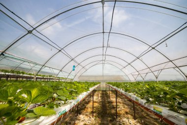 Vinnitsa, Ukrayna-22 Haziran 2017.Industrial büyüme çilek, ekimi, seralar, çilek alanları, yetiştirilen taze çilek satırda topraksız çilek Çilek yetiştiriciliği